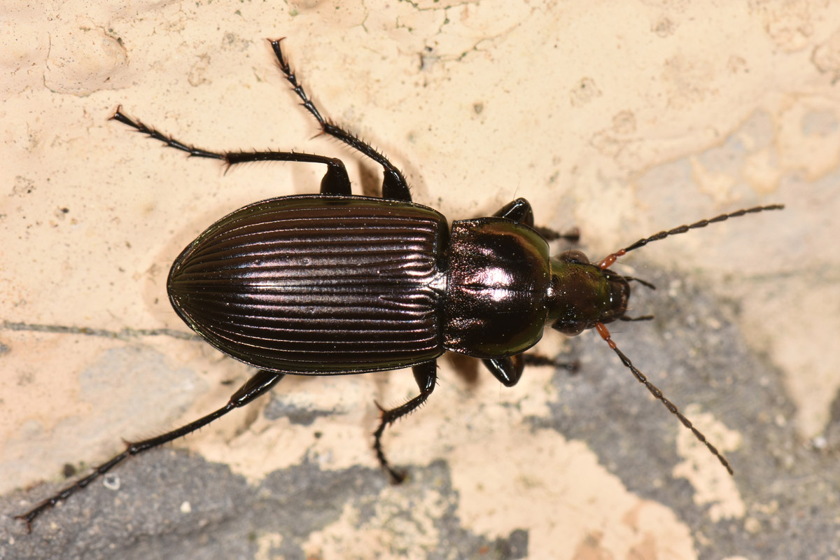 Carabidae: Poecilus cupreus